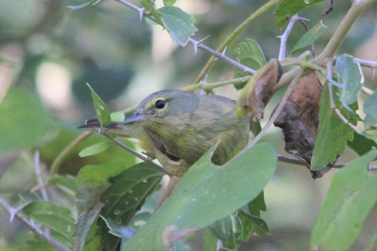 Orange-crowned Warbler - ML426426161