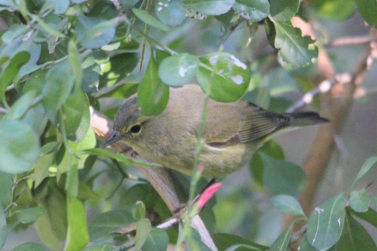 Orange-crowned Warbler - ML426426211