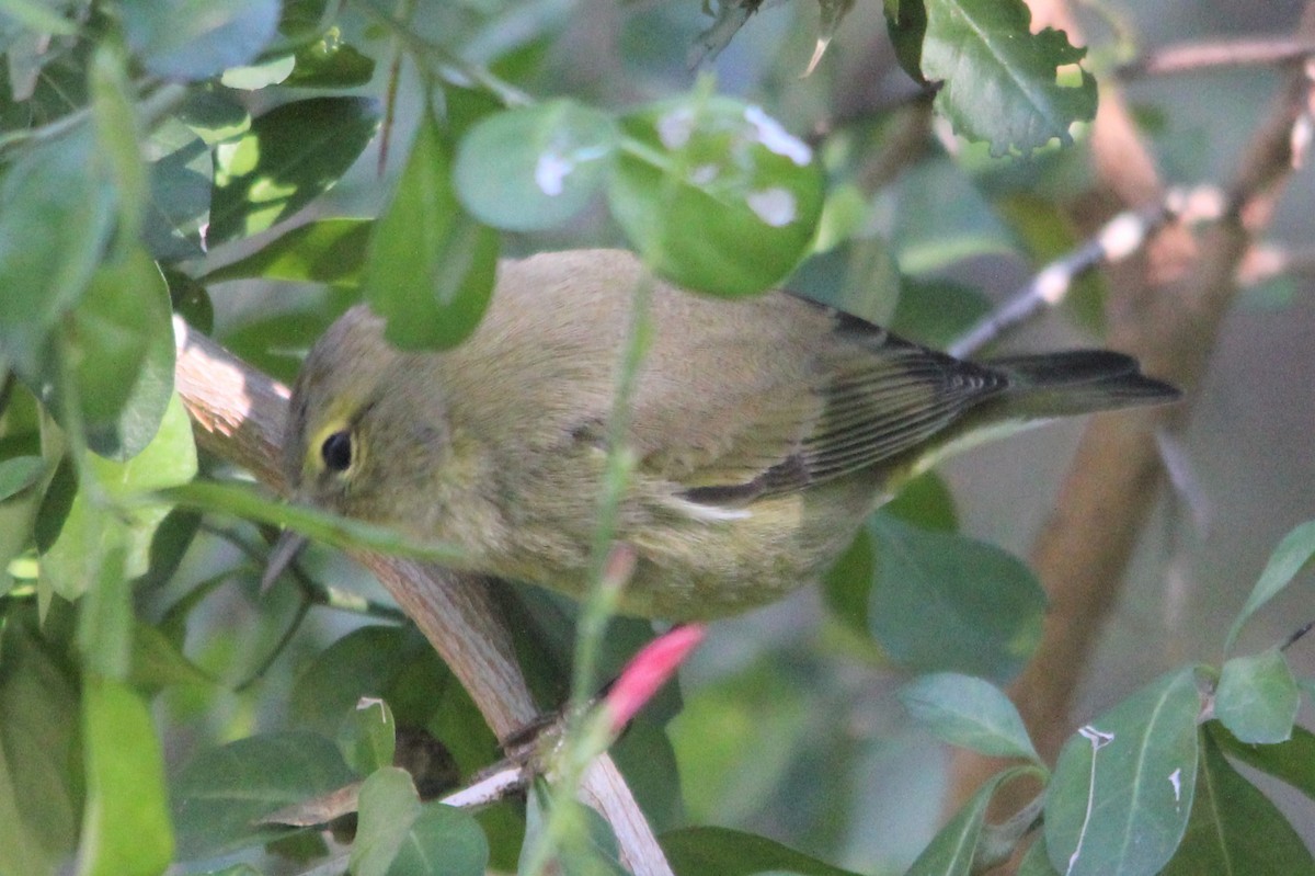 Orange-crowned Warbler - Steve Minard