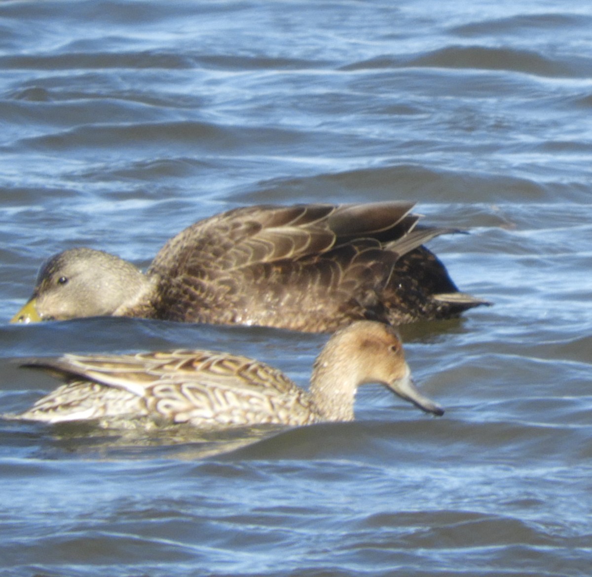 Northern Pintail - ML426427051