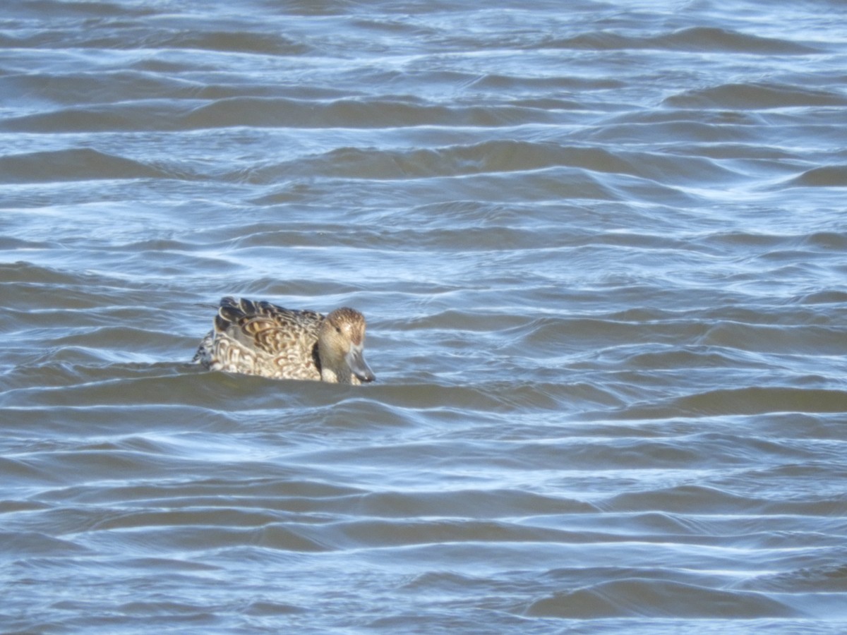 Northern Pintail - ML426427091