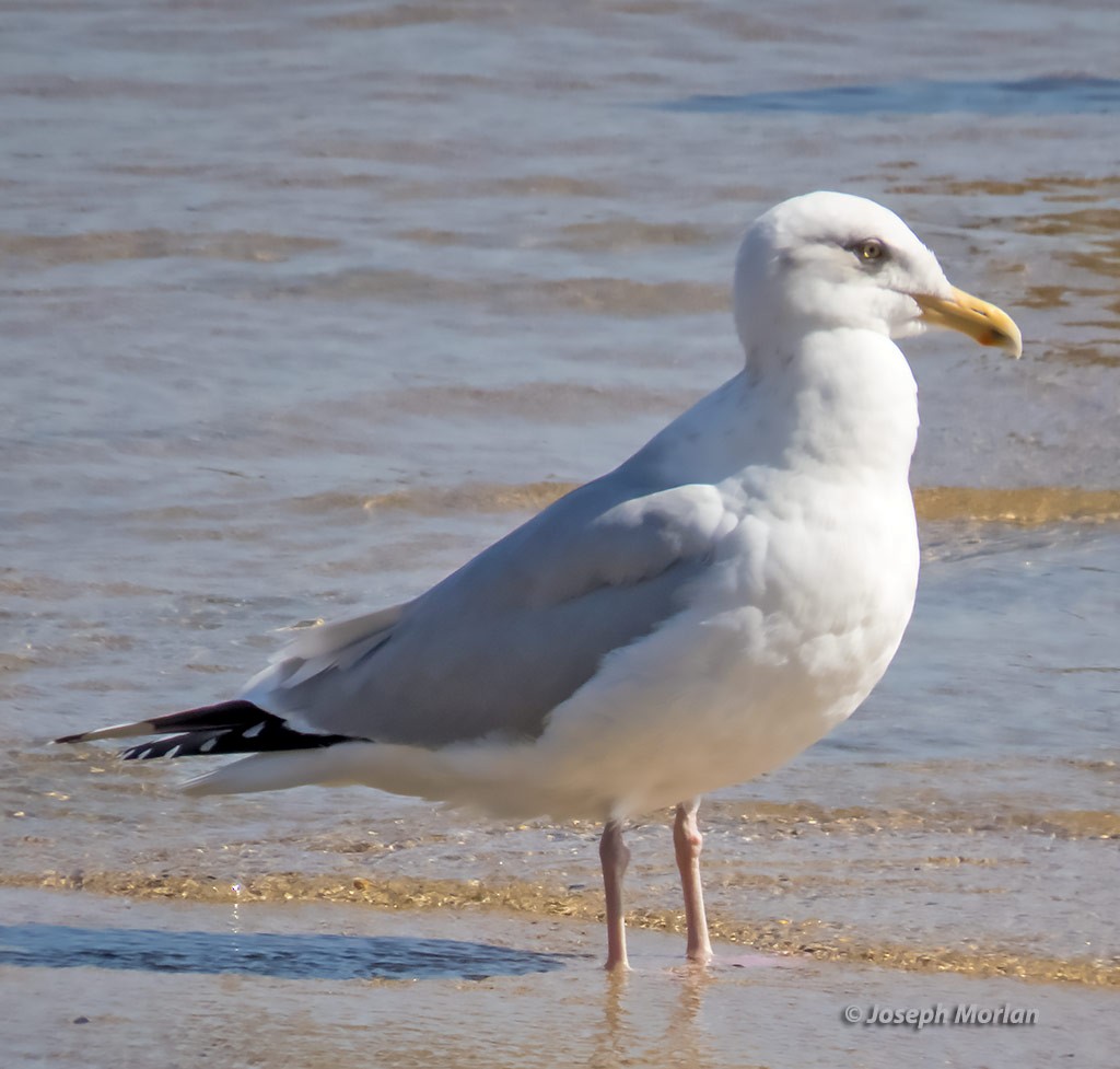 Herring Gull - ML426427211