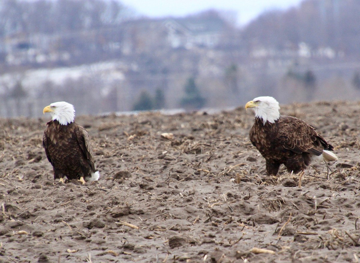 Bald Eagle - ML426427341