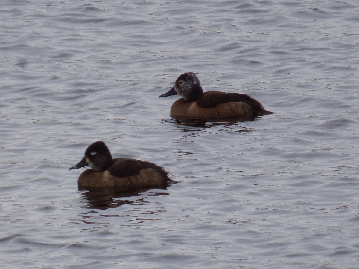 Ring-necked Duck - ML426427501