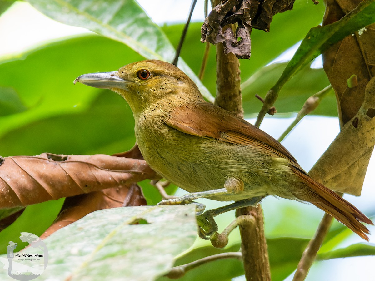 Russet Antshrike - ML426429191