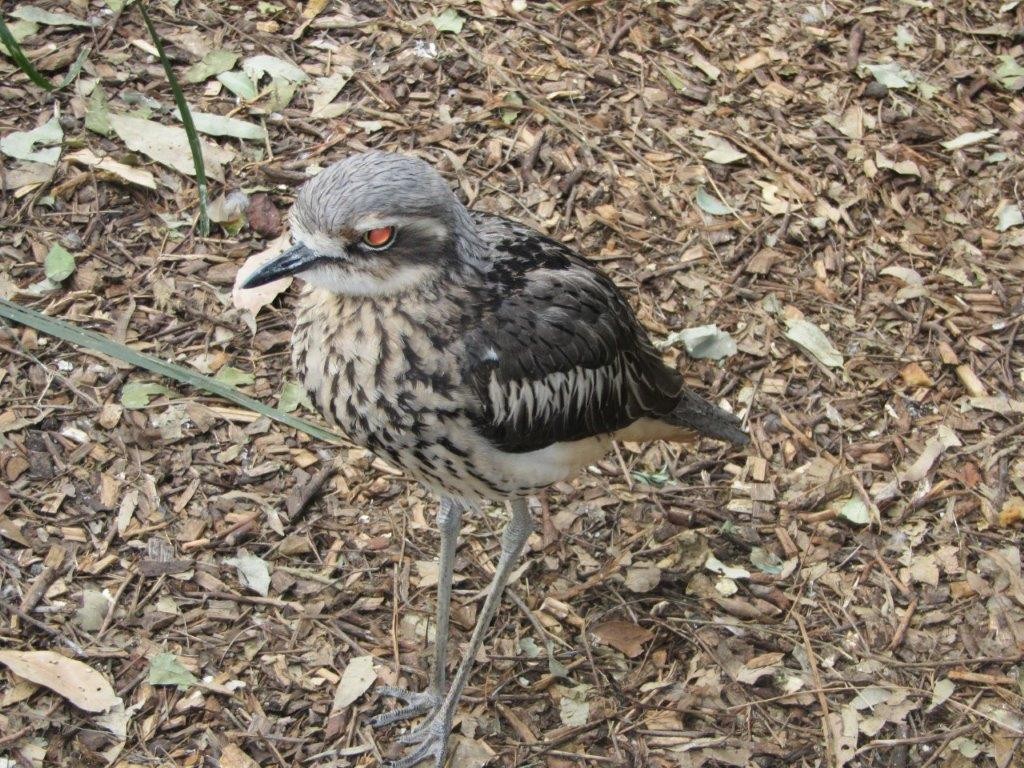 Bush Thick-knee - ML426431731