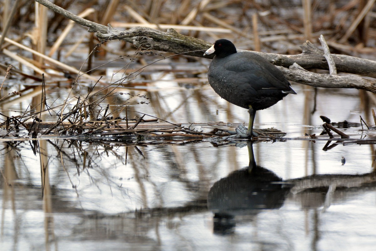 American Coot - ML426435031