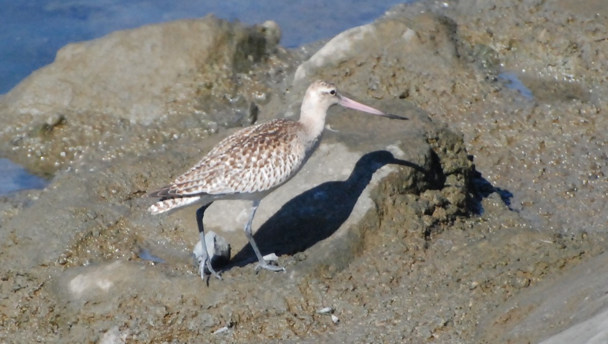 Bar-tailed Godwit (Siberian) - ML426436891