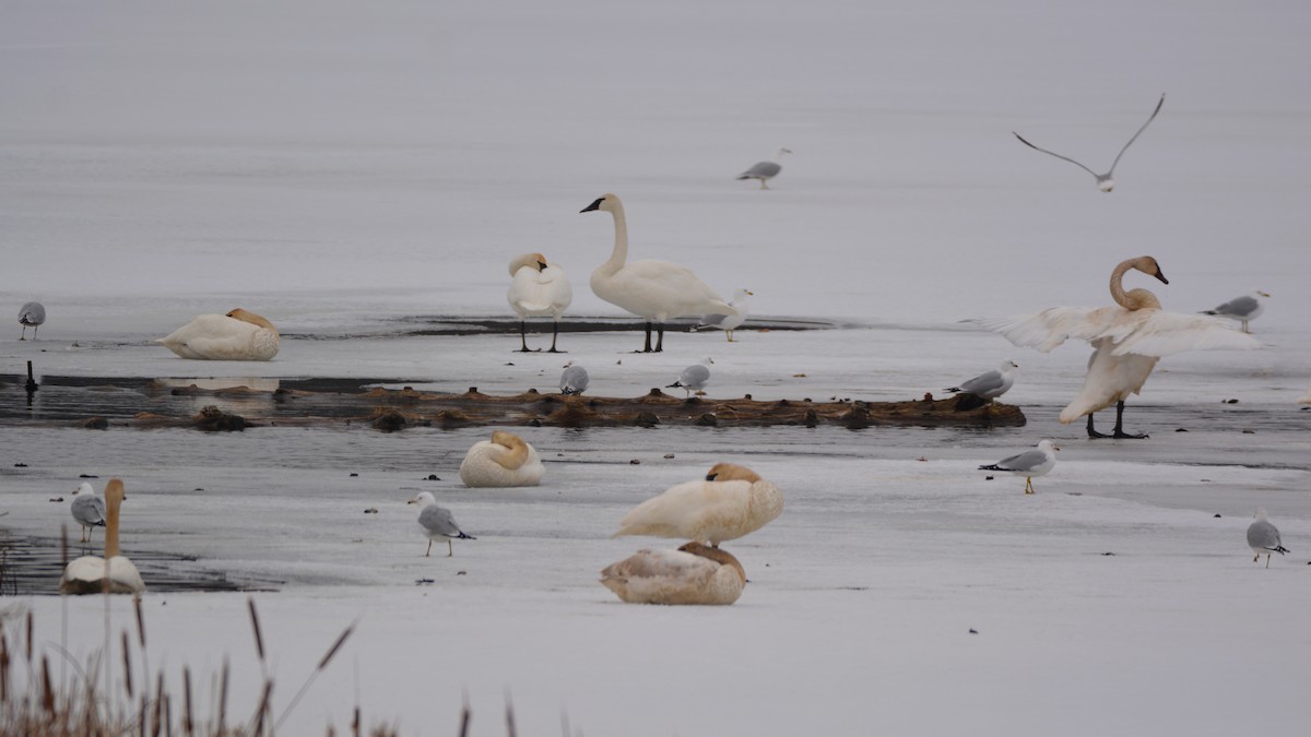 Cisne Trompetero - ML426437391