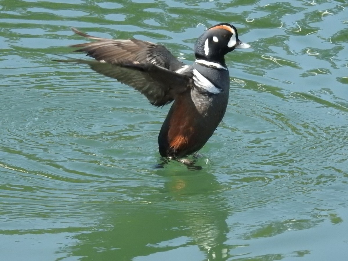 Хотгуужин чөрх - ML426437741