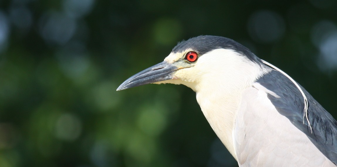 Black-crowned Night Heron - Nick Anich