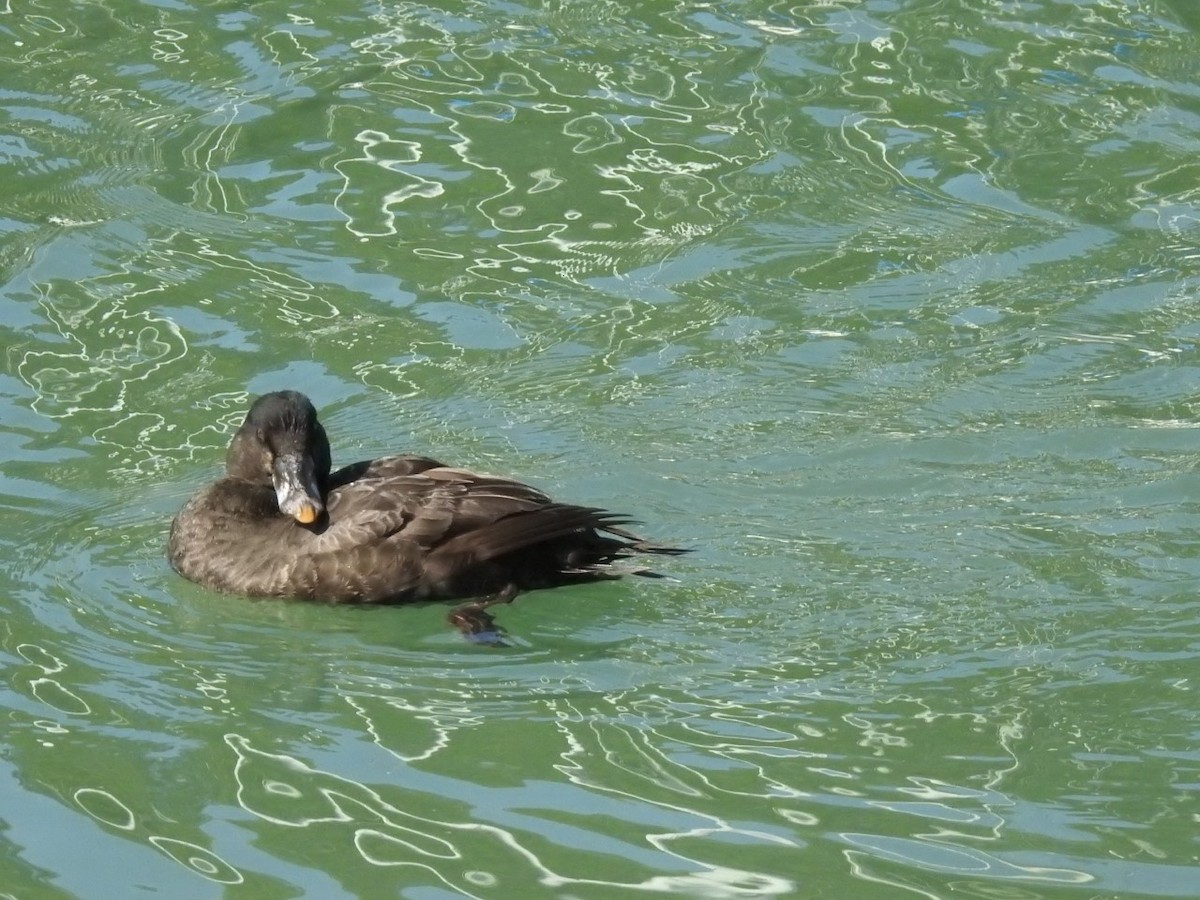 Surf Scoter - ML426437861