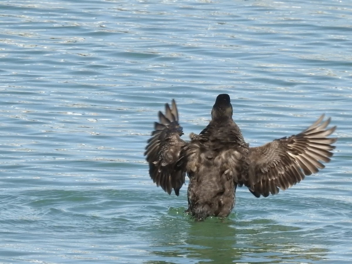 Surf Scoter - ML426437951