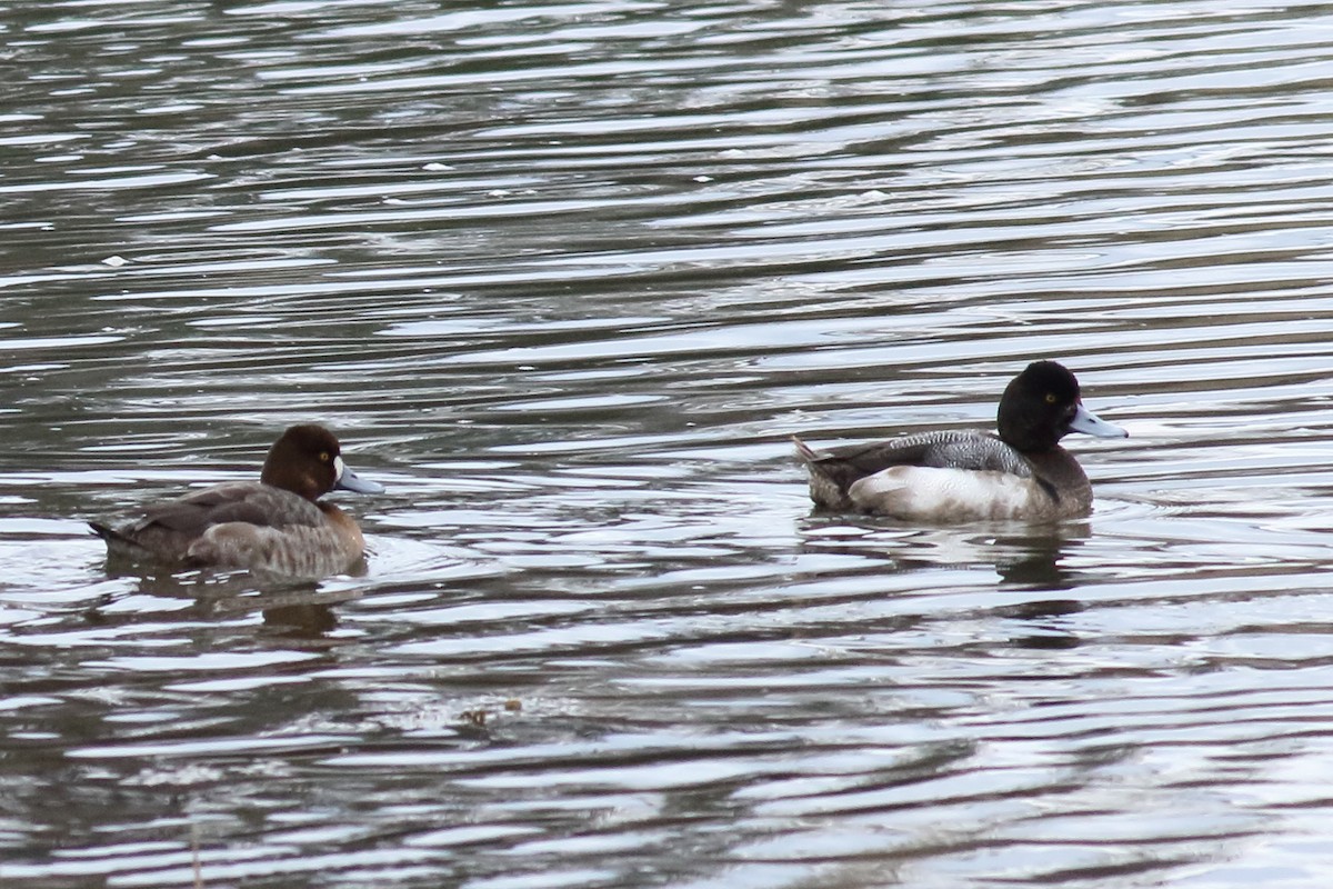 Lesser Scaup - ML426439511