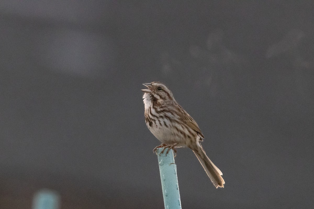 Song Sparrow - Lewis Holmes