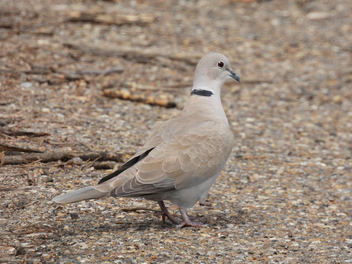Eurasian Collared-Dove - ML426445111