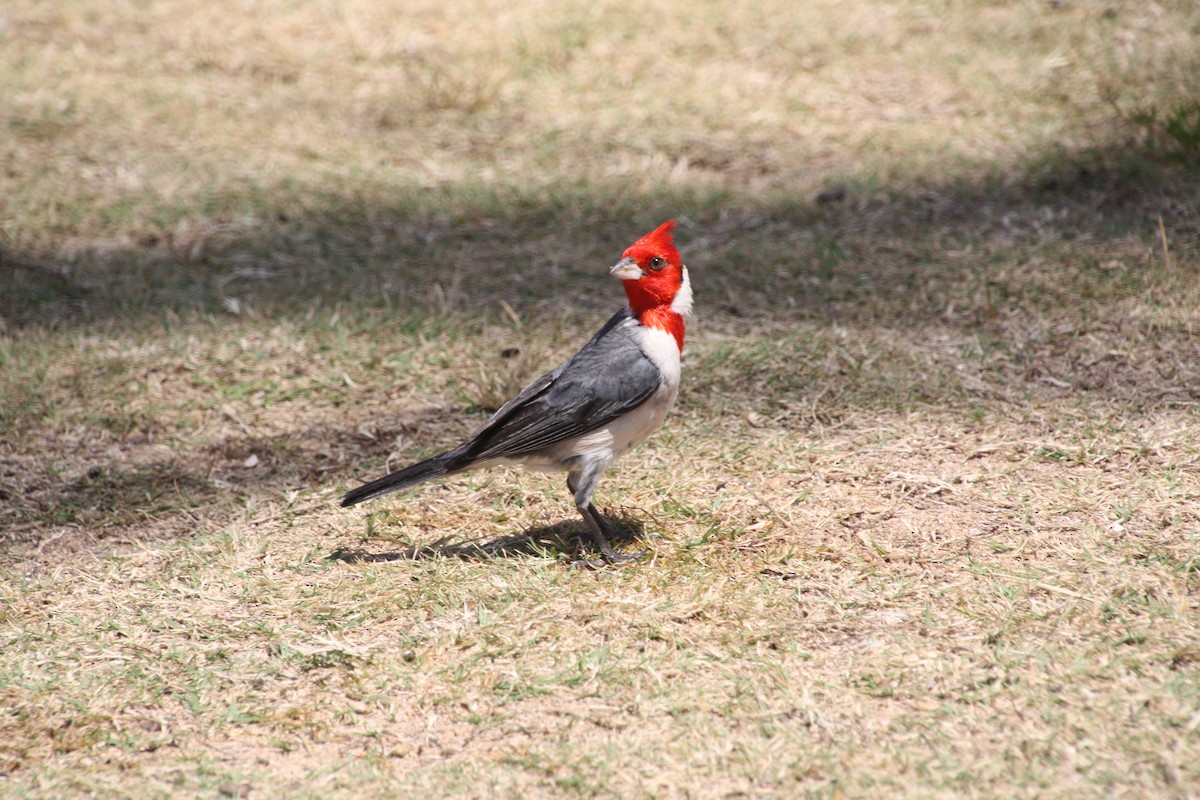 Red-crested Cardinal - Eric Cameron