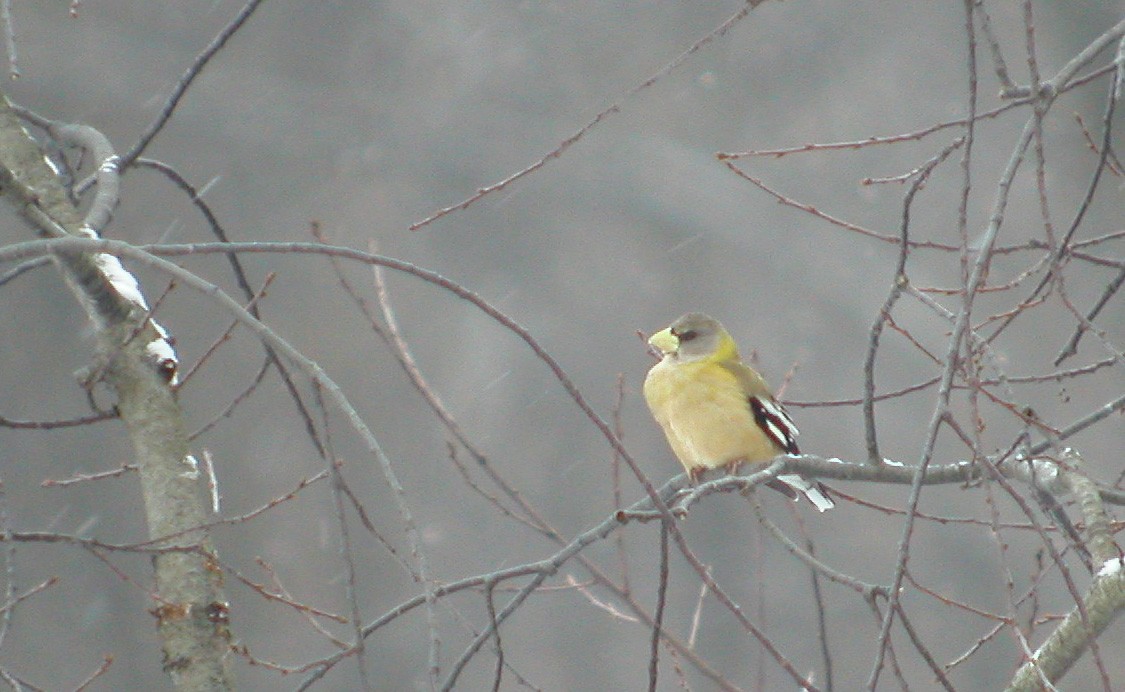 Evening Grosbeak - ML42644671