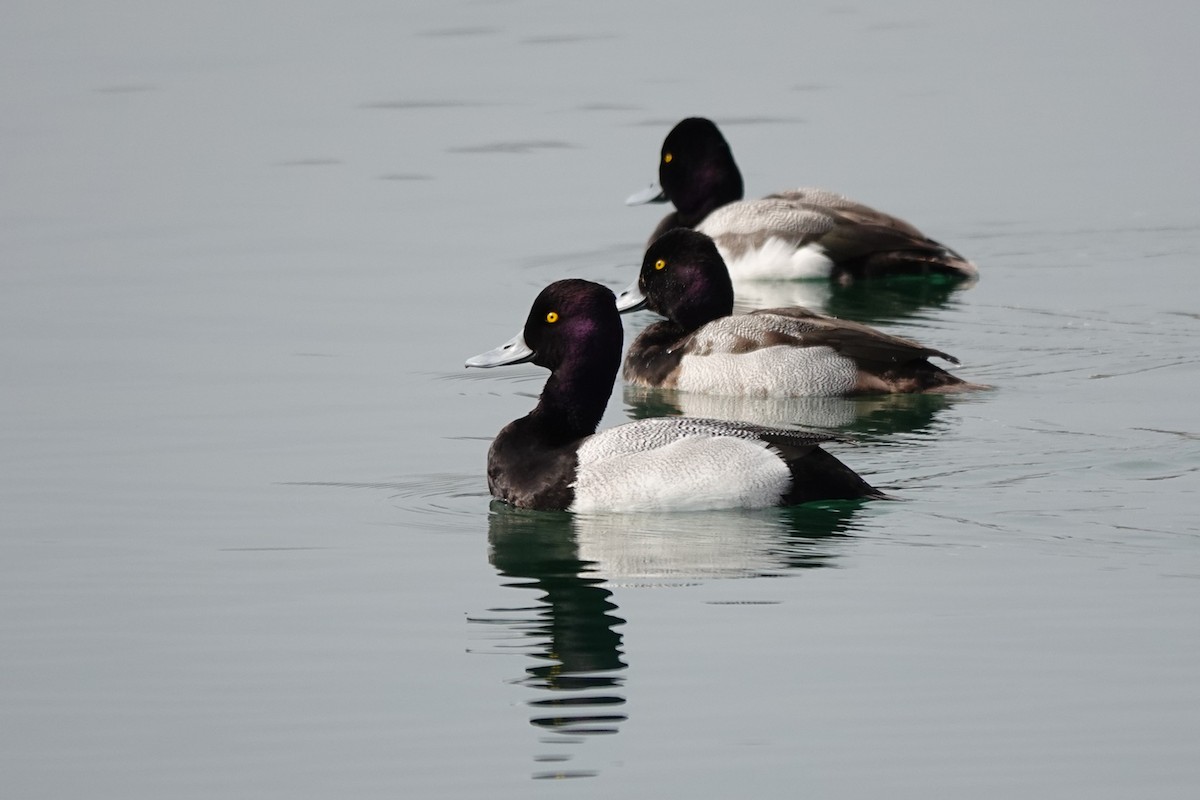 Lesser Scaup - mc coburn