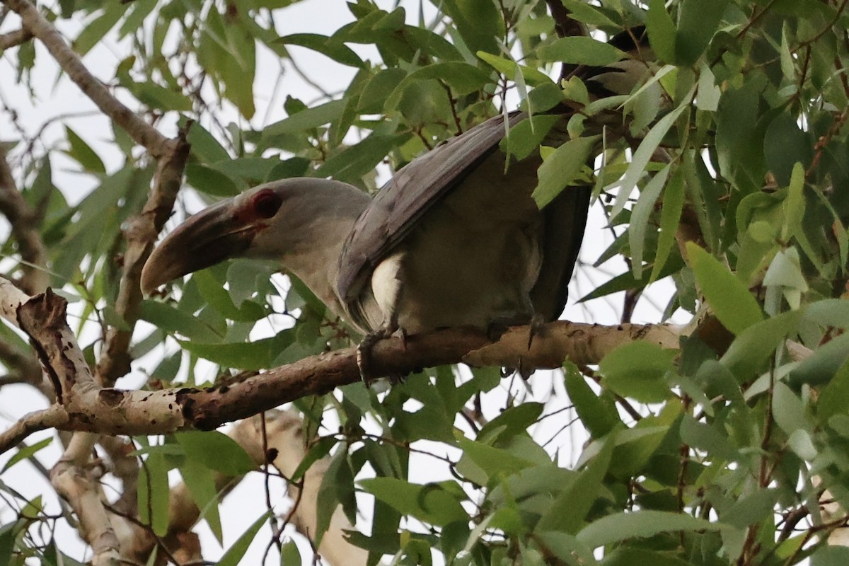 Channel-billed Cuckoo - Dana Cameron