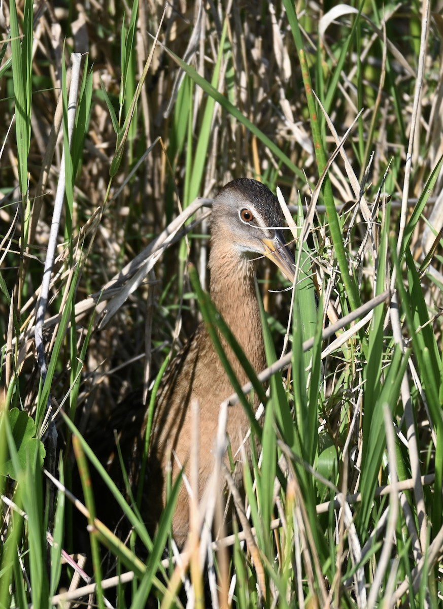 King Rail - ML426450371