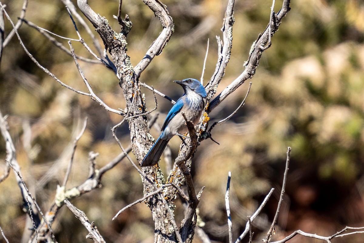 Woodhouse's Scrub-Jay - ML426451581