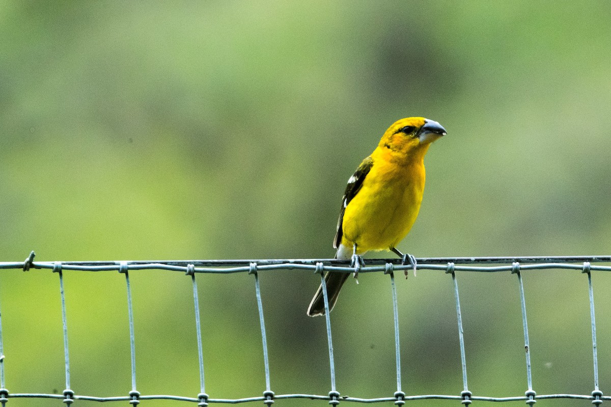 Yellow Grosbeak - Ethan Ellis