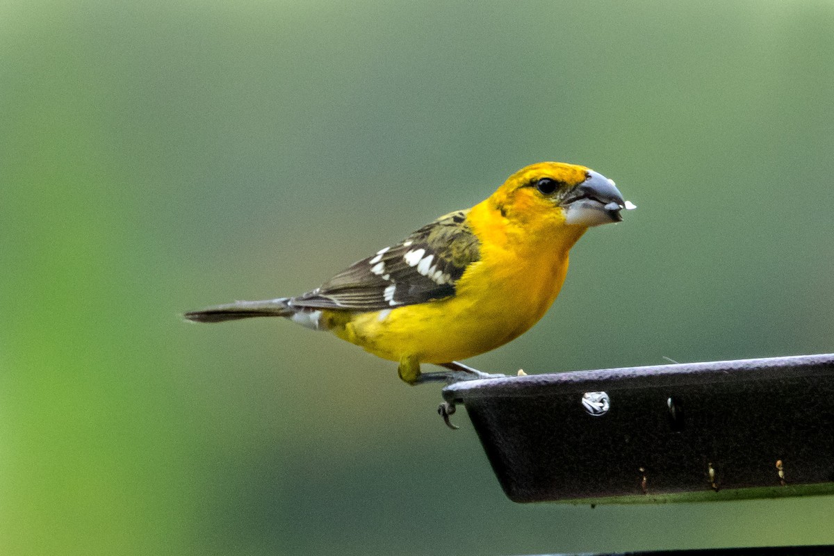 Yellow Grosbeak - ML426451711