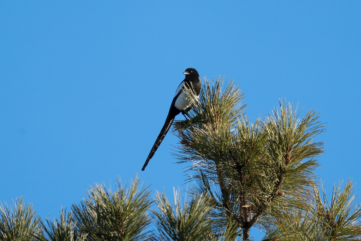 Black-billed Magpie - ML426451751