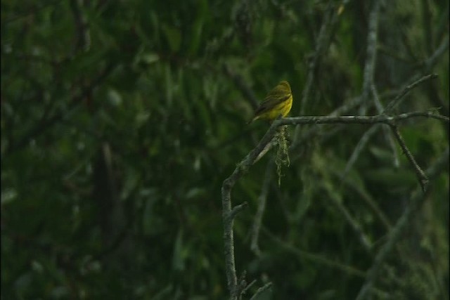 Yellow Warbler (Northern) - ML426452