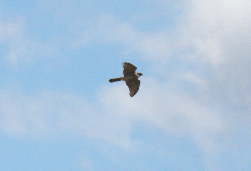 Cooper's Hawk - ML42645201