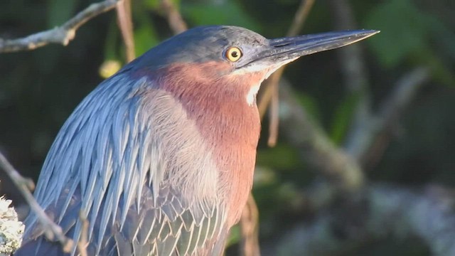 Green Heron - ML426452571