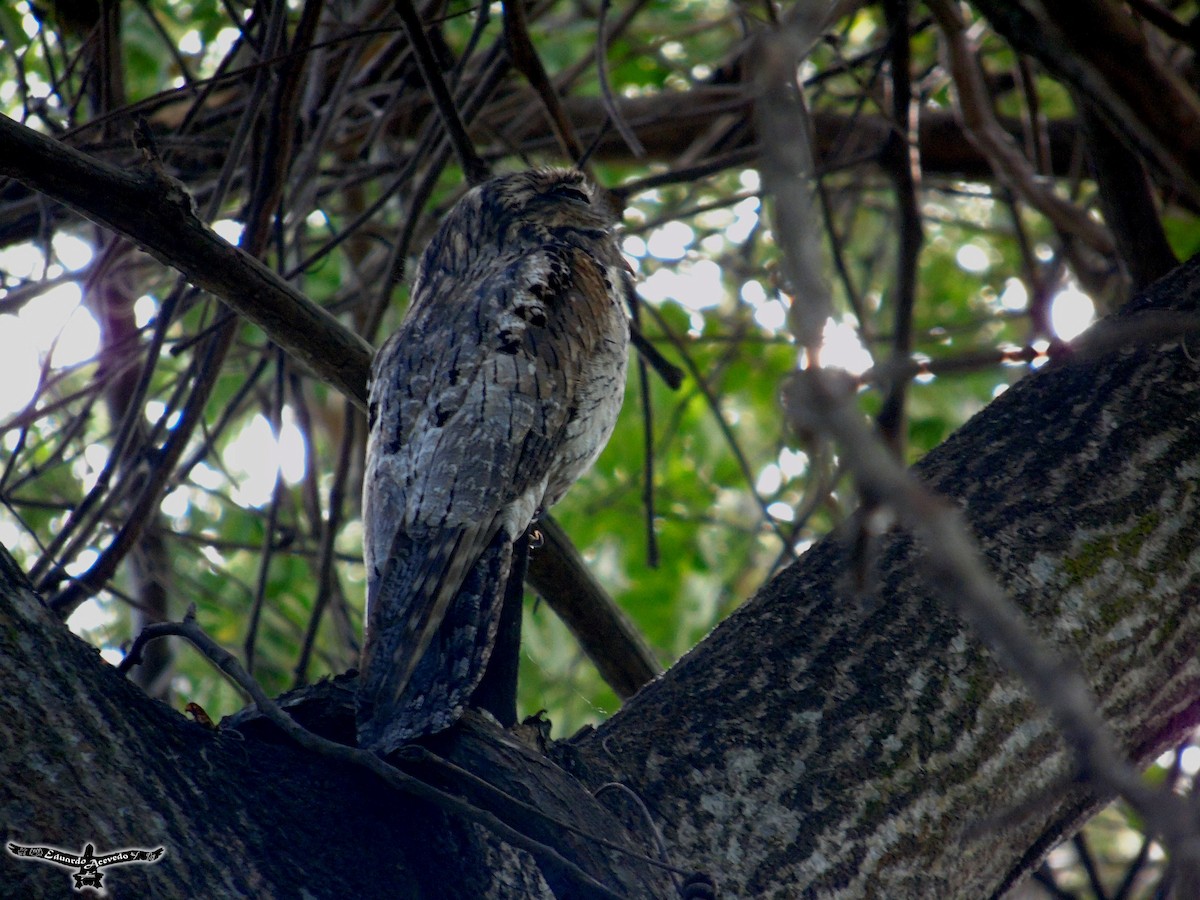 Northern Potoo - Eduardo Acevedo