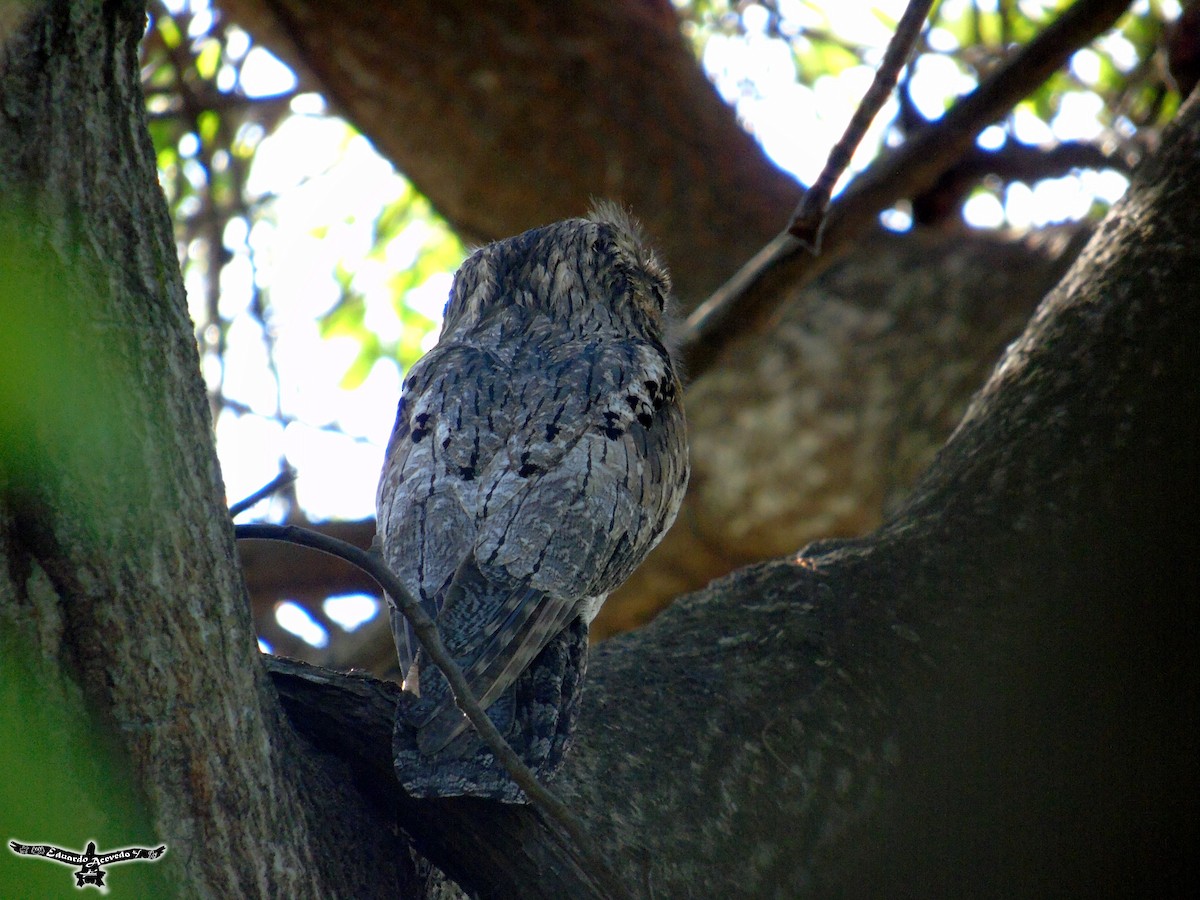 Northern Potoo - Eduardo Acevedo