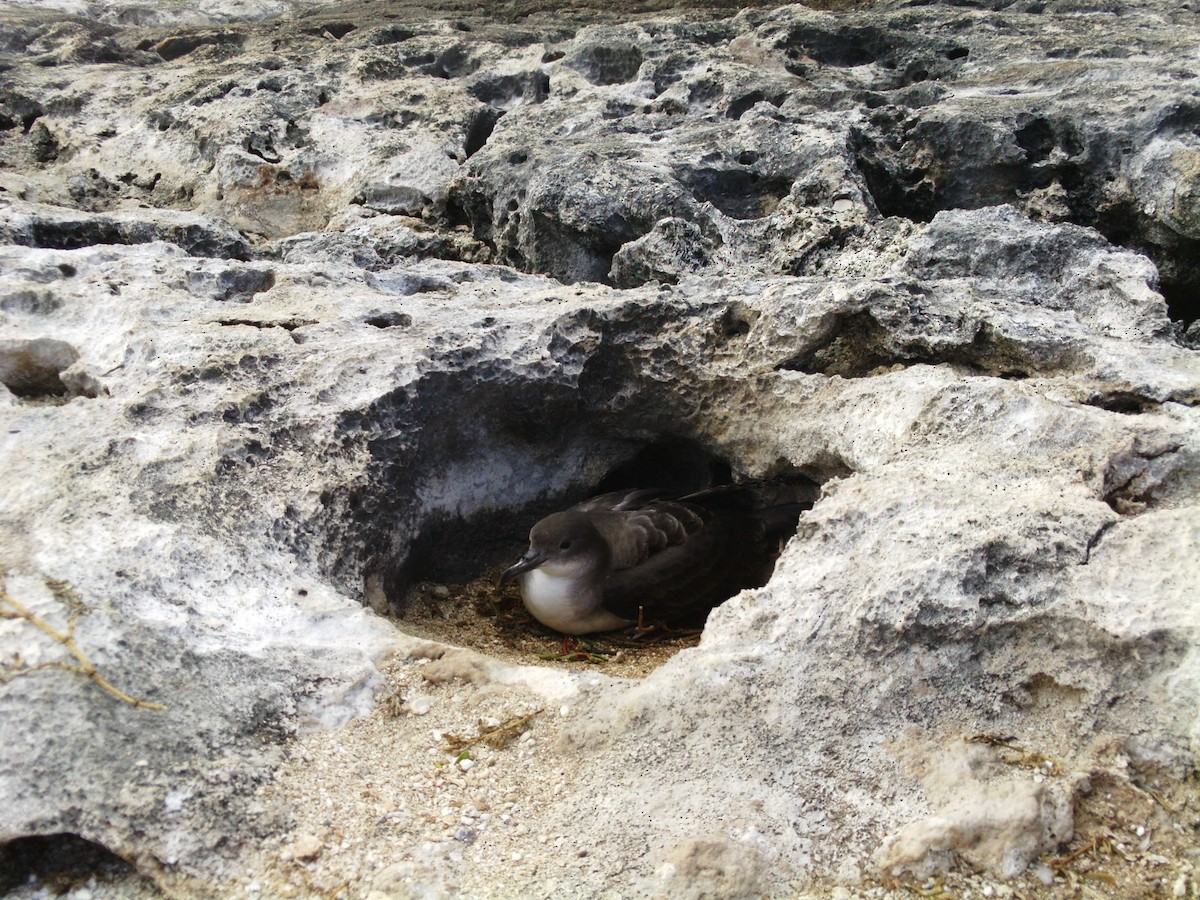 Wedge-tailed Shearwater - ML426454151