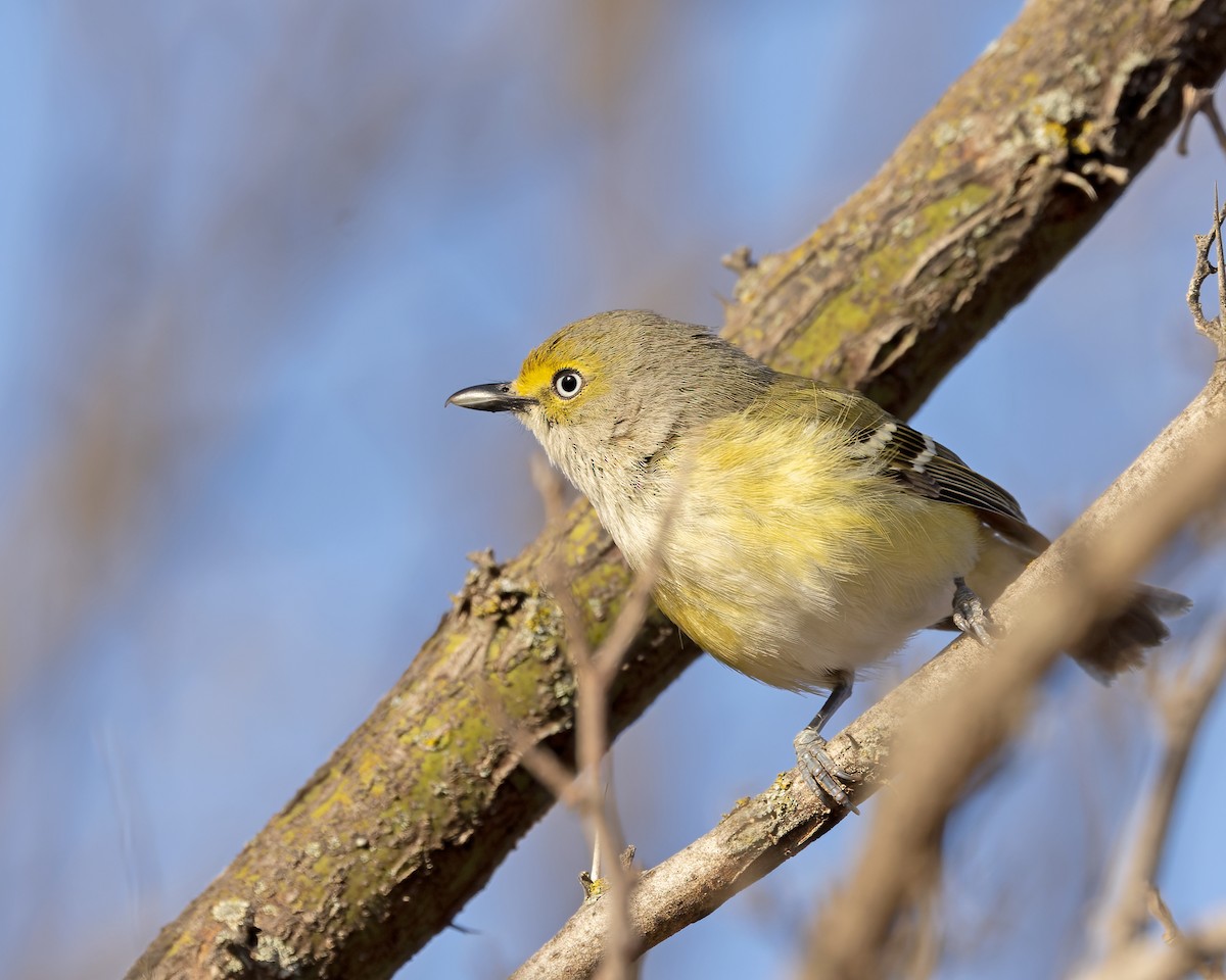 White-eyed Vireo - Mark & Teri McClelland