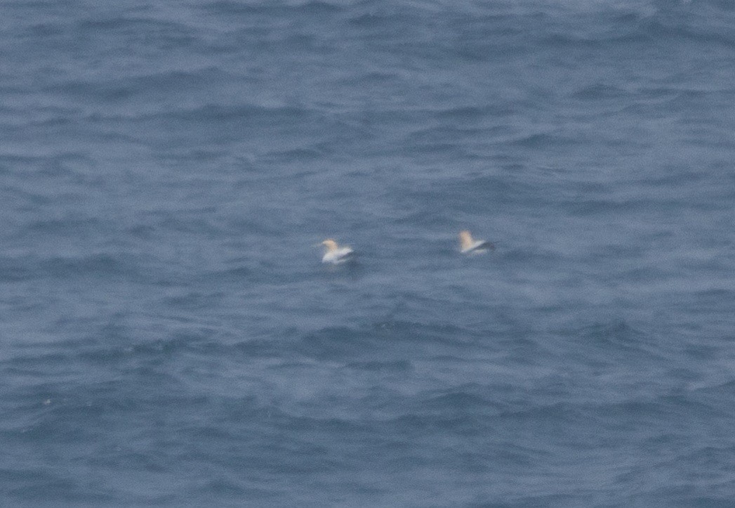 Australasian Gannet - ML426456031