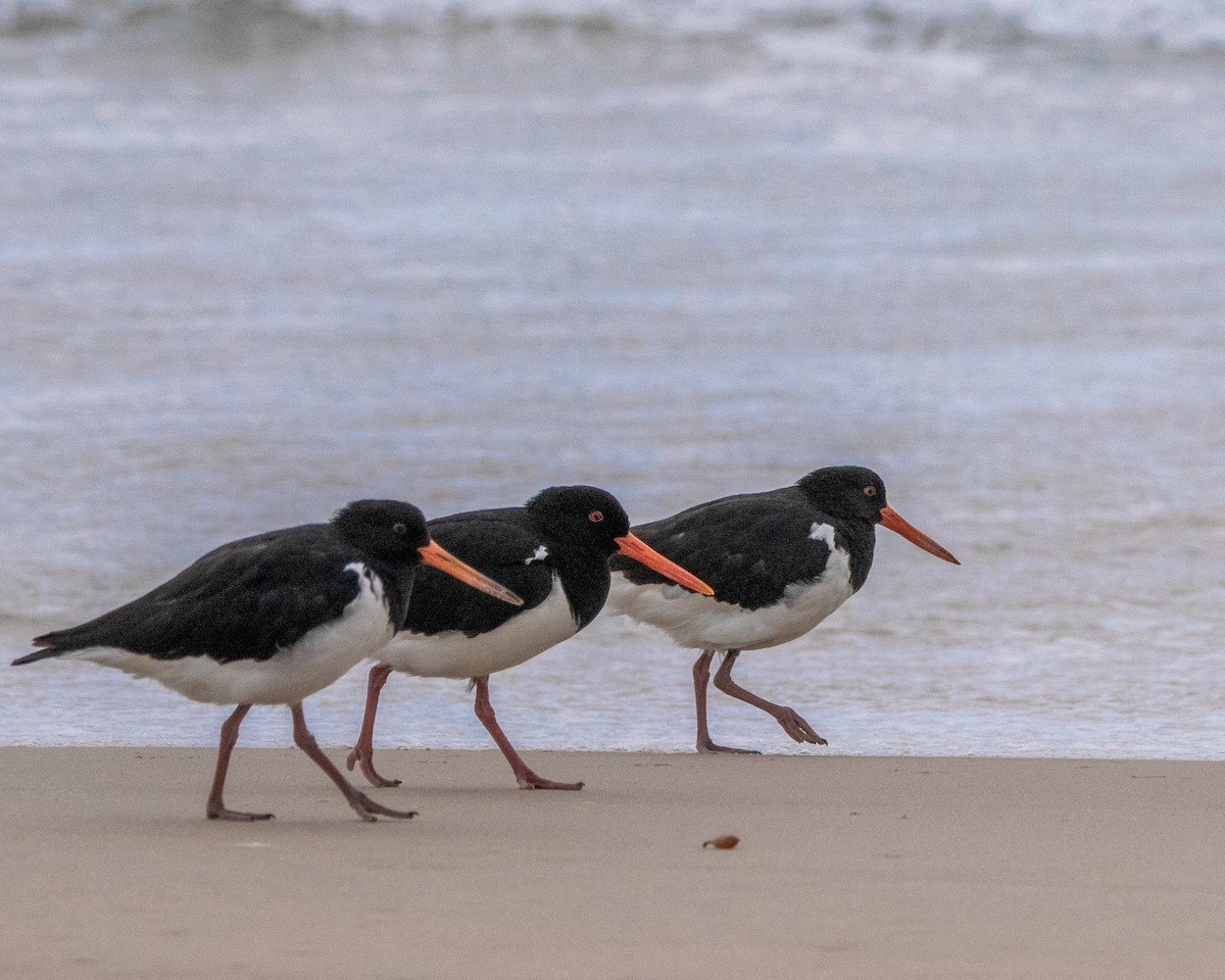 Pied Oystercatcher - ML426456041