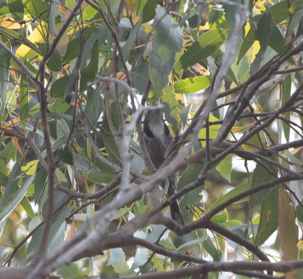 Crescent Honeyeater - ML426456191
