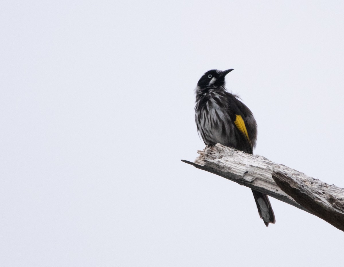 New Holland Honeyeater - ML426456221
