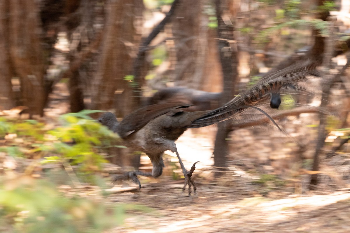 Superb Lyrebird - ML426456431