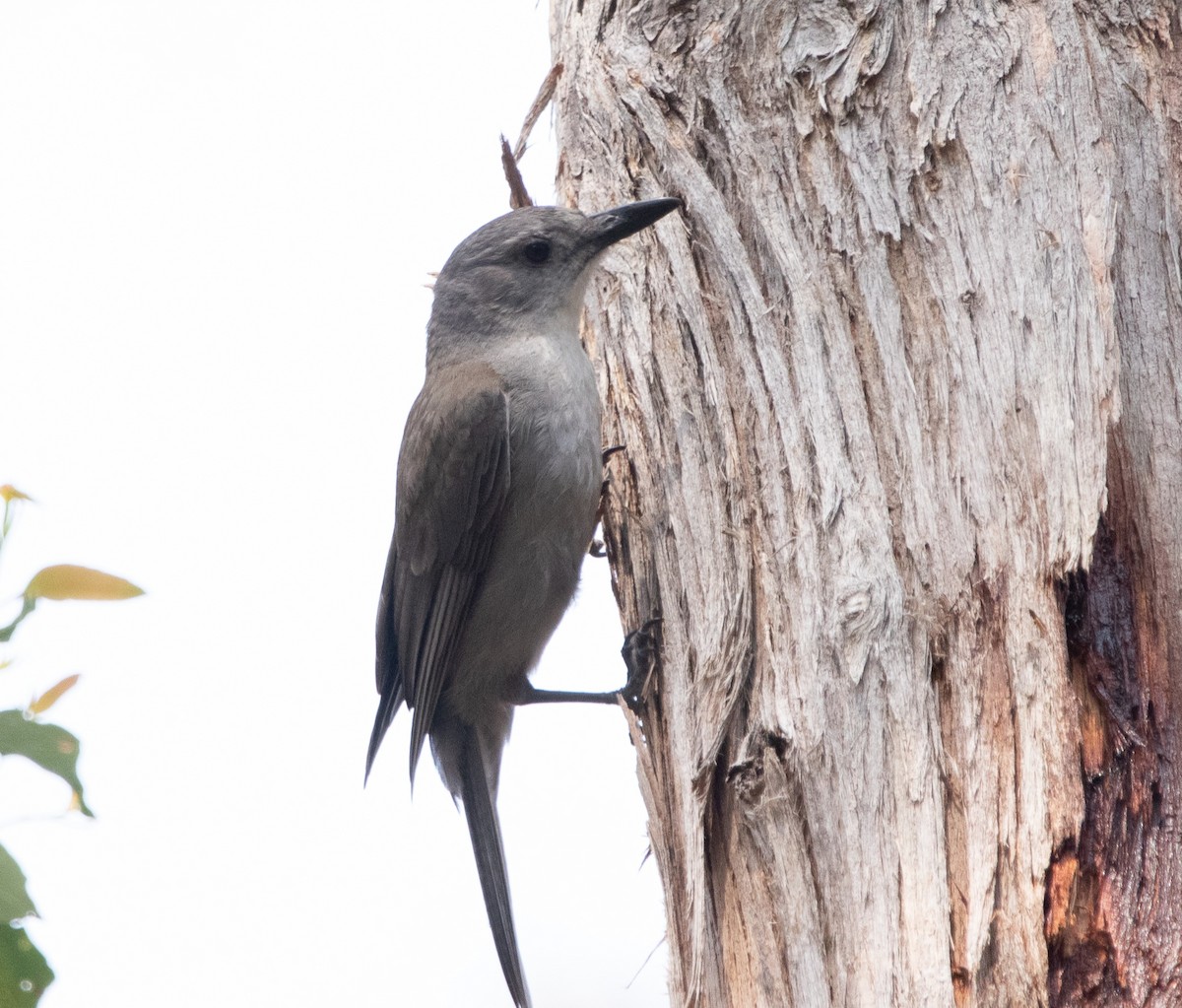 Gray Shrikethrush - ML426456451