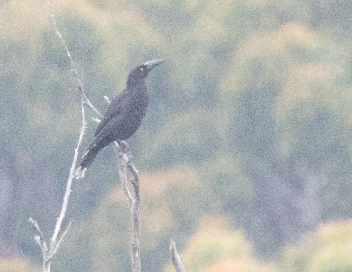 Black Currawong - ML426456461