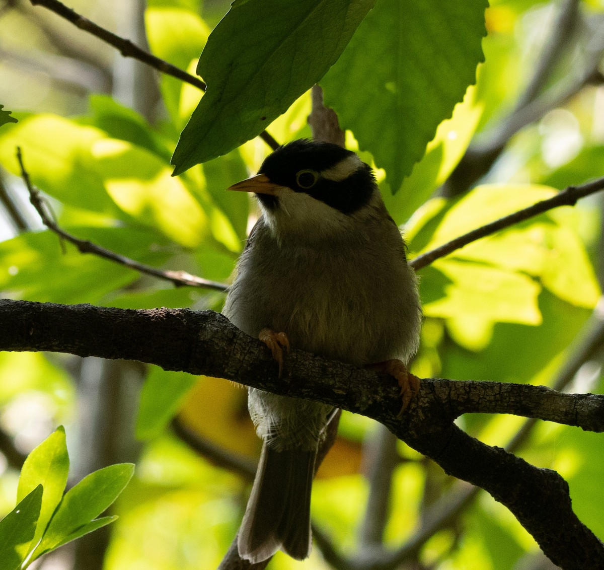 Strong-billed Honeyeater - ML426456821