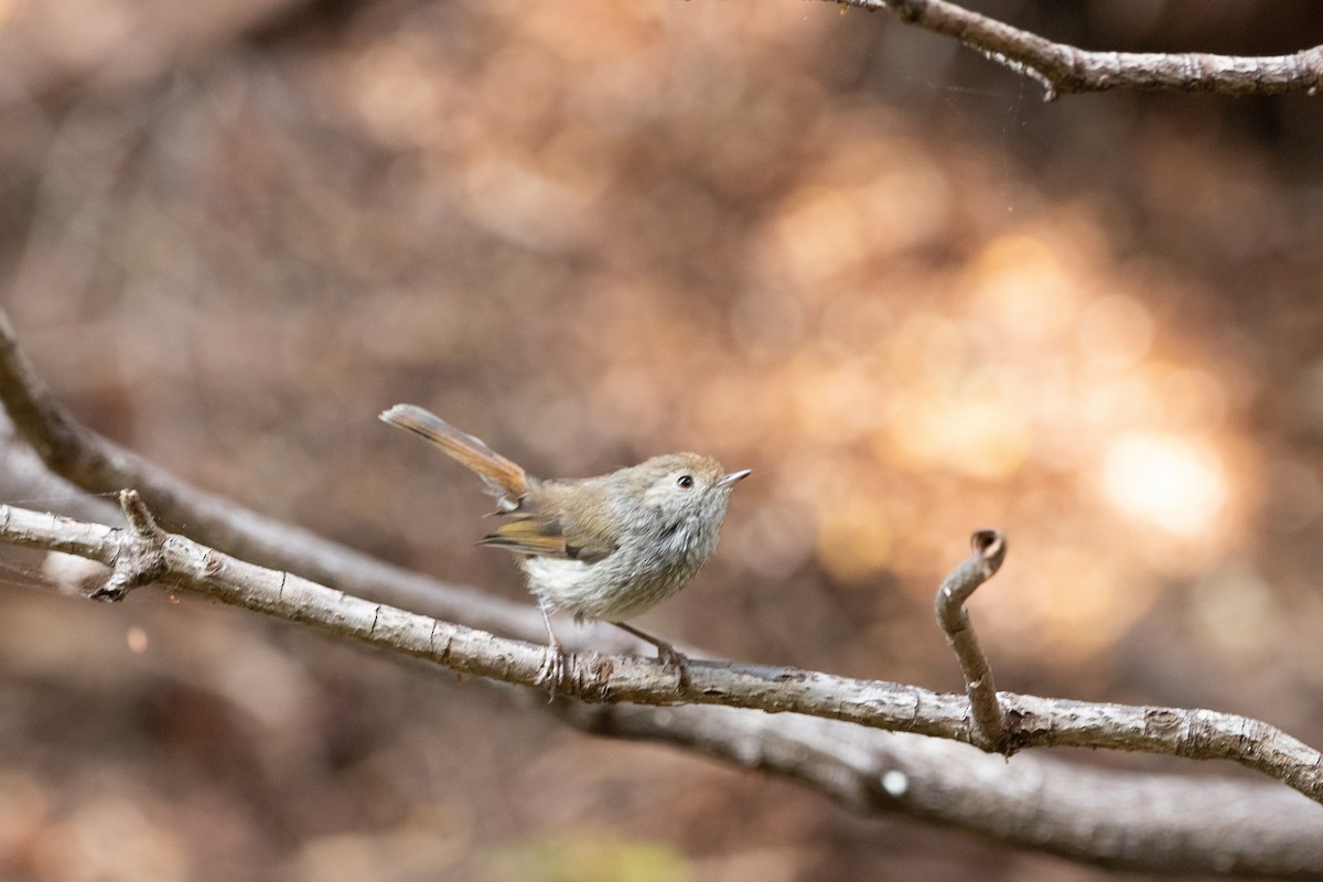 Tasmanian Thornbill - ML426456831