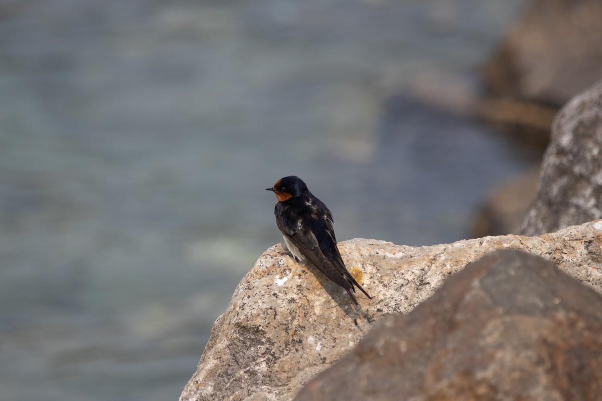 Welcome Swallow - ML426456851