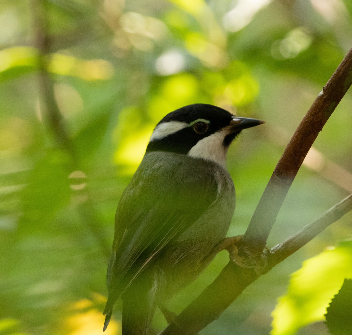 Strong-billed Honeyeater - ML426456871