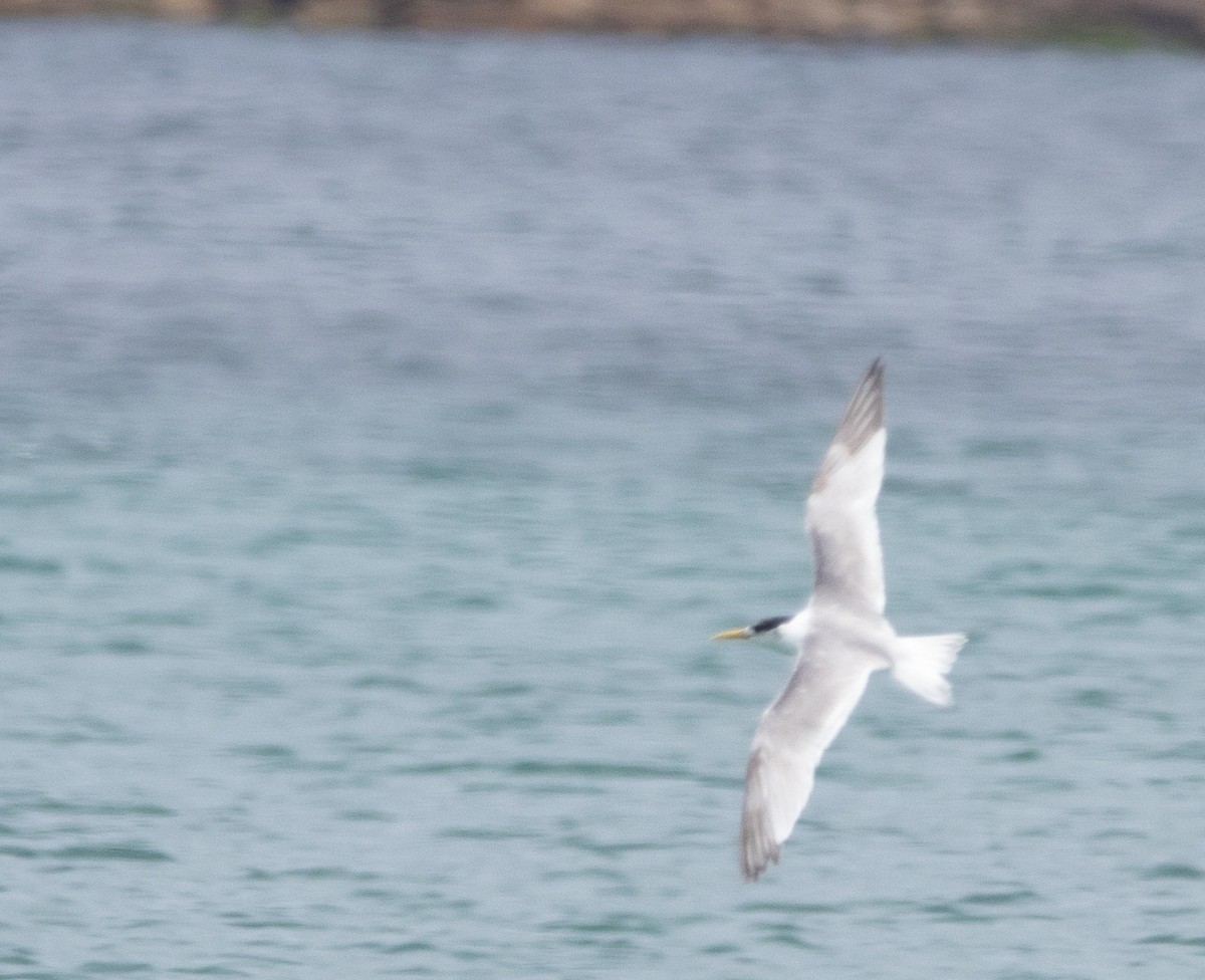 Great Crested Tern - ML426457671