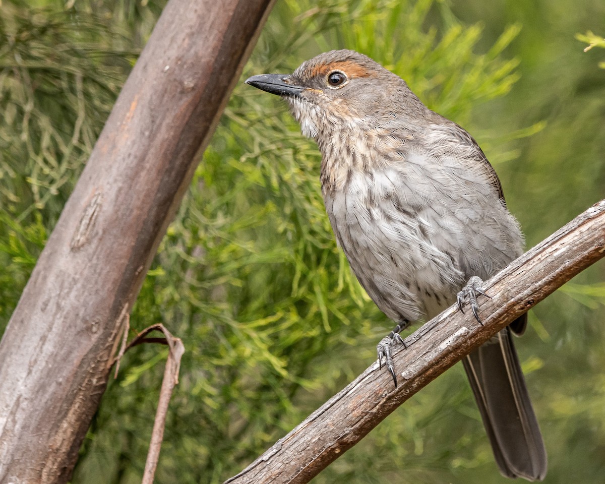 Gray Shrikethrush - Hoeckman's Wildlife