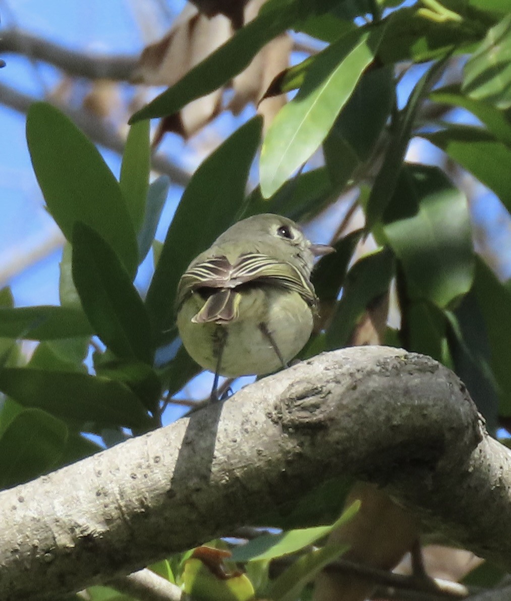 Hutton's Vireo - ML426459971